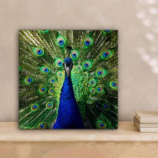OneMillionCanvasses® Leinwandbild Pfau - Federn - günstig online kaufen