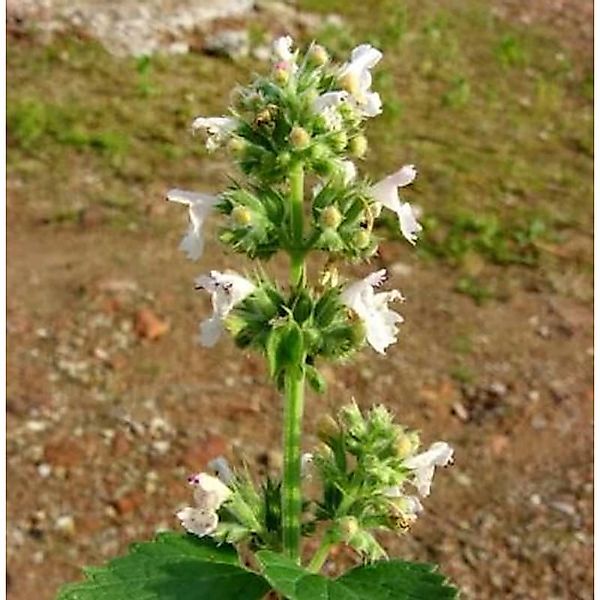 Katzenminze Snowflake - Nepeta faassenii günstig online kaufen