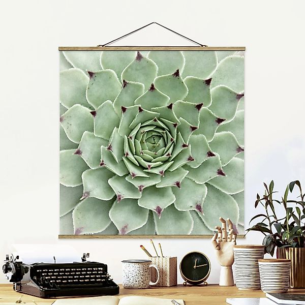 Stoffbild Blumen mit Posterleisten - Quadrat Steinrose Jovibarba Hirta günstig online kaufen