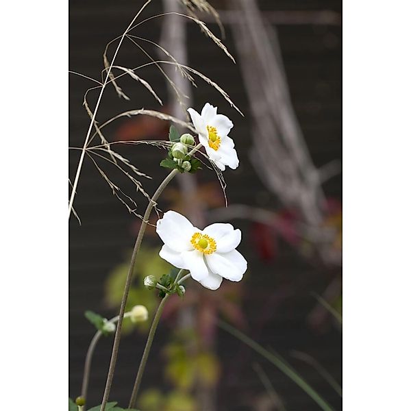 Anemone Japonica Honorine Jobert Herbstanemone Ca. 9x9 cm Topf günstig online kaufen