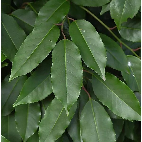 Portugiesische Lorbeerkirsche 60-80cm - Prunus,usitanica günstig online kaufen