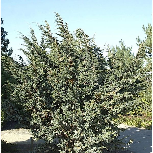 Blauzeder Wacholder 30-40cm - Juniperus squamata günstig online kaufen