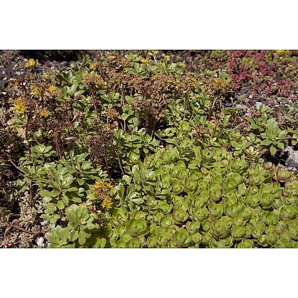 Sedum Spurium Teppichsedum Ca. 9x9 cm Topf Pflegeleicht günstig online kaufen