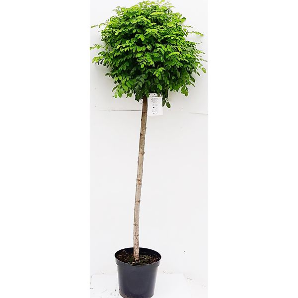 Pflanzen-Boering Kugel-Robinie Hochstamm Gesamthöhe 250 cm Stammhöhe 180 cm günstig online kaufen