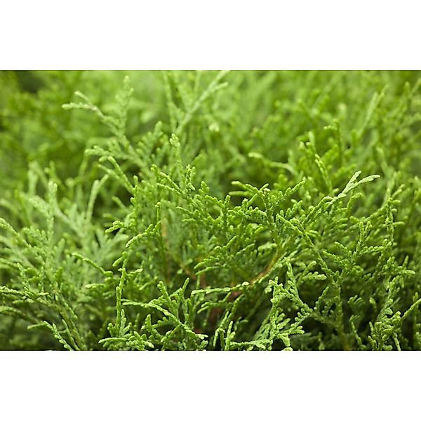Thuja occidentalis 'Tiny Tim' 15-20 cm günstig online kaufen