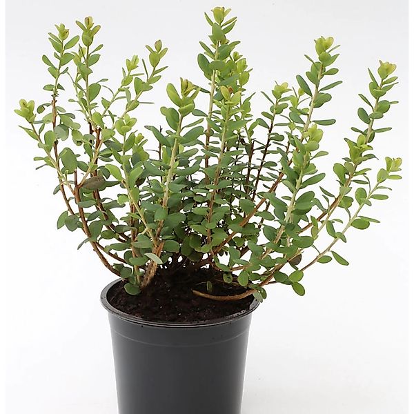 Trunkelbeere 20-30cm - Vaccinium uliginosum günstig online kaufen