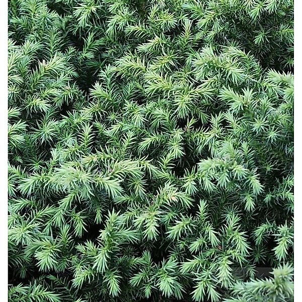 Sicheltanne Vilmorin Gold 20-25cm - Cryptomeria japonica günstig online kaufen