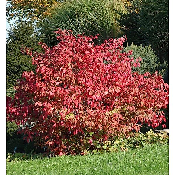 Flügel Spindelstrauch Korkflügelstrauch 80-100cm - Euonymus alatus günstig online kaufen