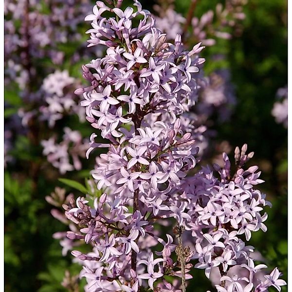 Afghanischer Flieder 60-80cm - Syringa afghanica günstig online kaufen