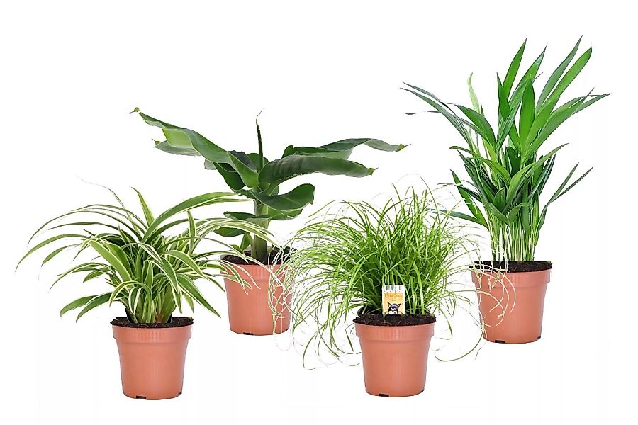 Perfect Plant | Set mit 4 haustierfreundlichen Zimmerpflanzen günstig online kaufen