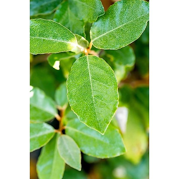 Elaeagnus ebbingei 'Compacta' 50-60 cm günstig online kaufen