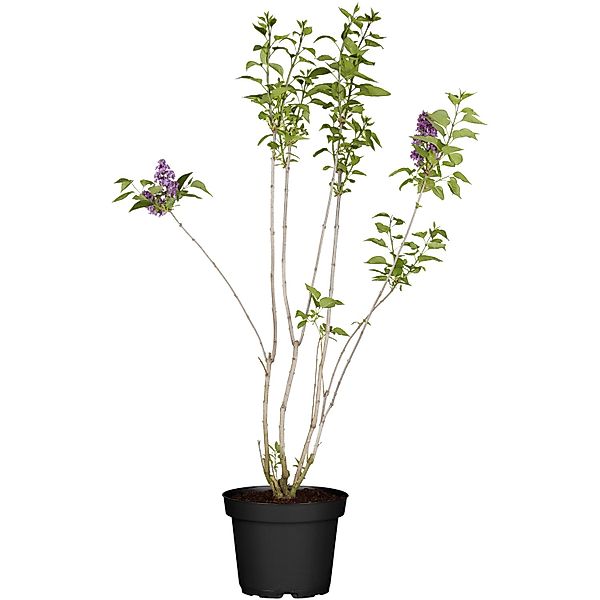 OBI Koreanischer Flieder Miss Kim Violett Höhe ca. 50 - 60 cm Topf ca. 3,5, günstig online kaufen