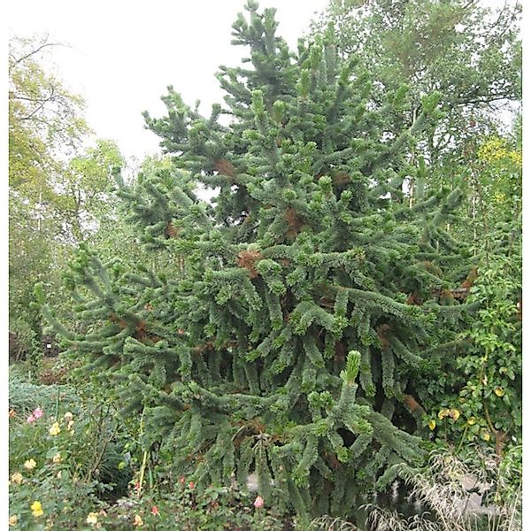 Grannen Kiefer 25-30cm - Pinus aristata günstig online kaufen