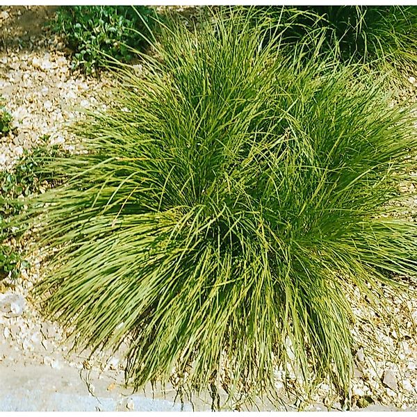 Carex Umbrosa Ca. 9x9 cm Topf Schattenverträglich günstig online kaufen