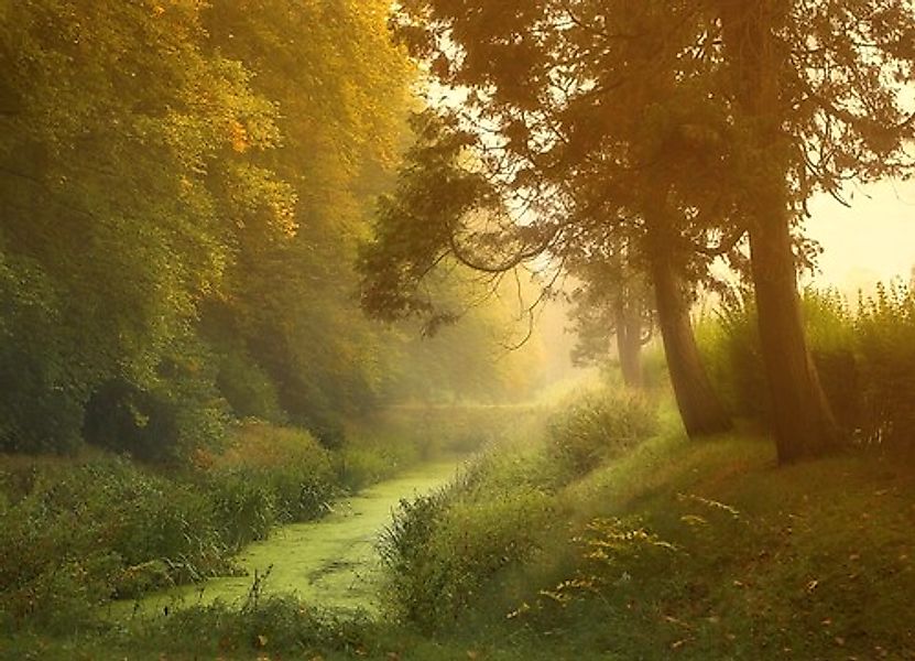 Papermoon Fototapete »Wald mit Fluss« günstig online kaufen