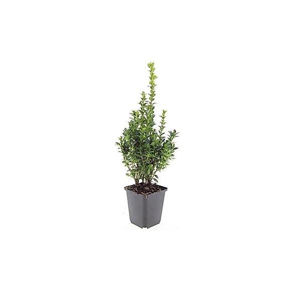 Exotenherz Buchsbaum Heckenpflanze Buxus Sempervirens 9cm Topf Set für 6 Pf günstig online kaufen