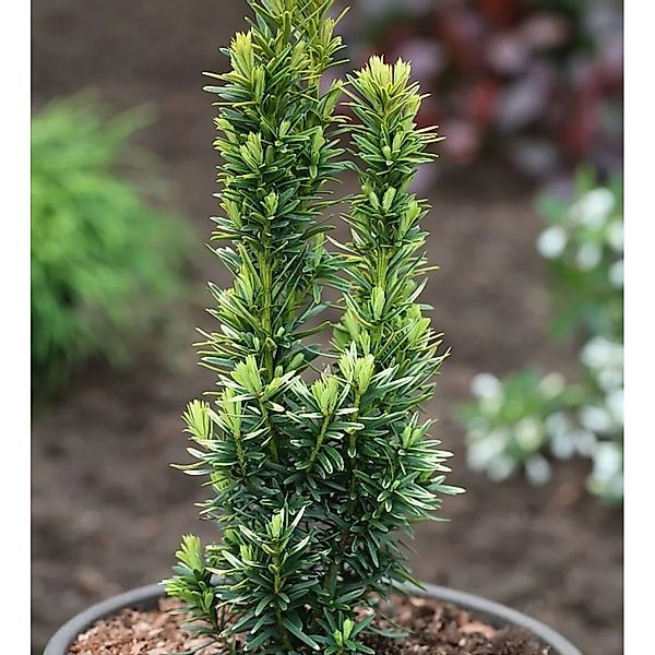Gelbe Säulen Eibe David 25-30cm - Taxus baccata günstig online kaufen