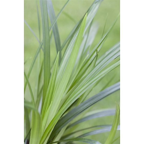 Carex Foliosissima Irish Green Ziergras Ca. 9x9 cm Topf günstig online kaufen