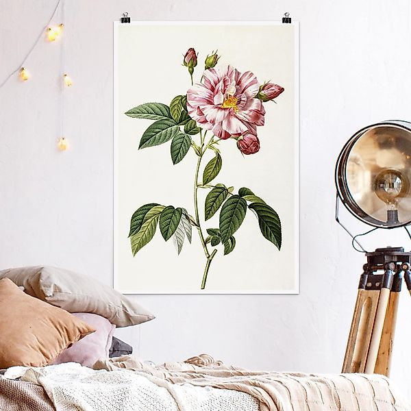 Poster - Hochformat Pierre Joseph Redouté - Rosa Gallica-Rose günstig online kaufen