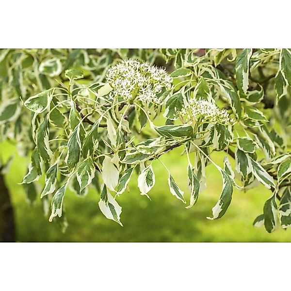 Cornus Controversa Variegata Etagen-Hartriegel Grün-Weiß 40–60 cm günstig online kaufen
