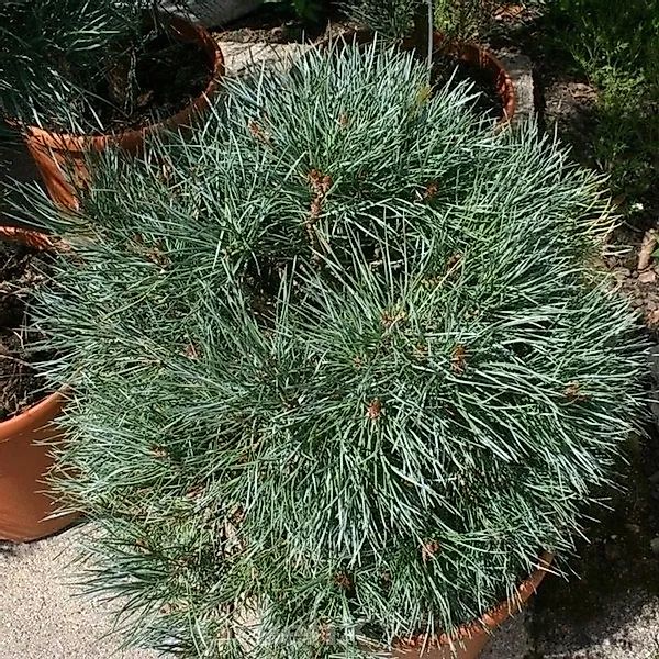 Blaue flache Zwerg Kiefer Chantry Blue 30-40cm - Pinus sylvestris günstig online kaufen