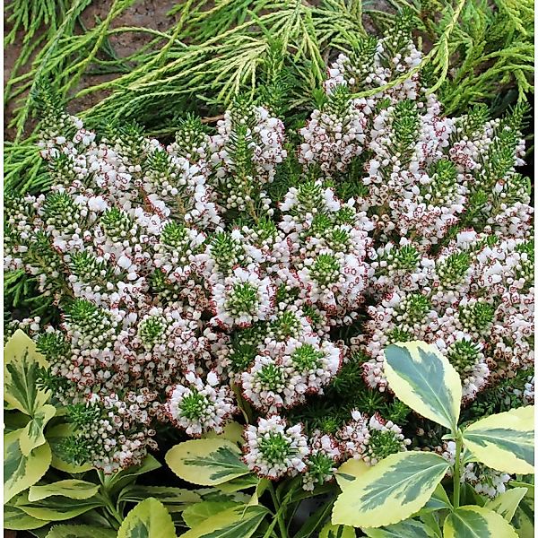 10x Cornwallheide Kervernensis Alba - Erica vagans günstig online kaufen