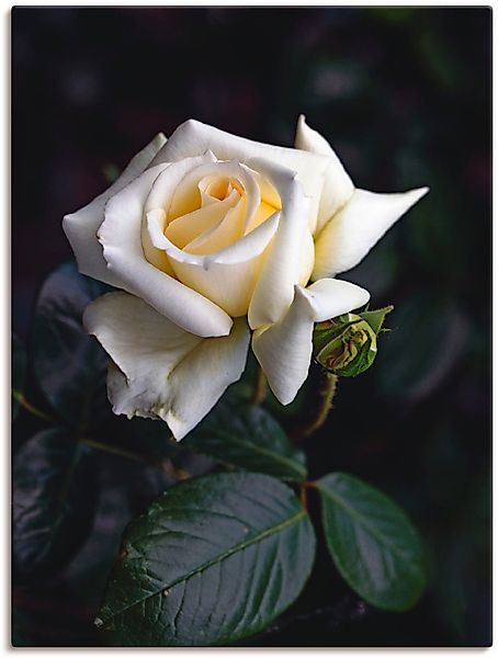 Artland Wandbild "Weiß-gelbe Rose", Blumen, (1 St.), als Leinwandbild, Post günstig online kaufen