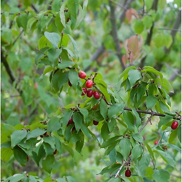 Kornelkirsche Shan 80-100cm - Cornus mas günstig online kaufen
