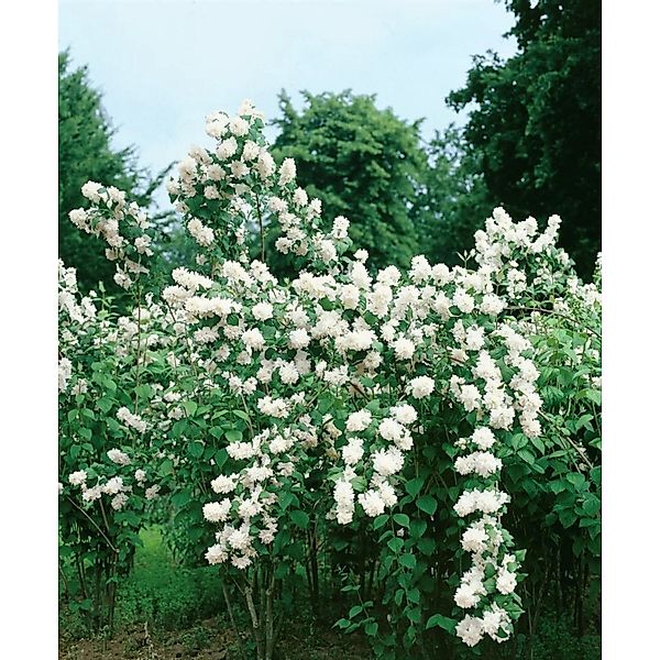 Philadelphus Minnesota Snowflake Duftjasmin Weiß 60–100 cm günstig online kaufen