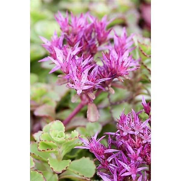 Sedum Spurium Purpurteppich Teppich-Fetthenne Purpurrot Ca. 9x9 cm Topf günstig online kaufen