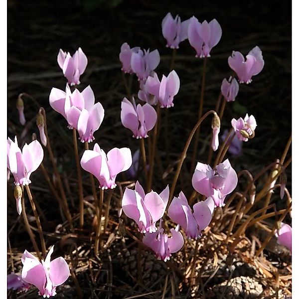 Herbst Alpenveilchen - Cyclamen hederifolium günstig online kaufen