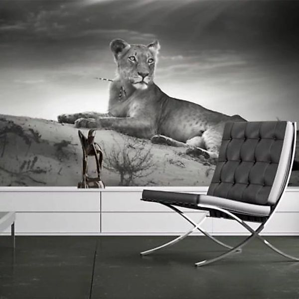 artgeist Fototapete Löwin in Schwarz und Weiß schwarz/weiß Gr. 350 x 270 günstig online kaufen