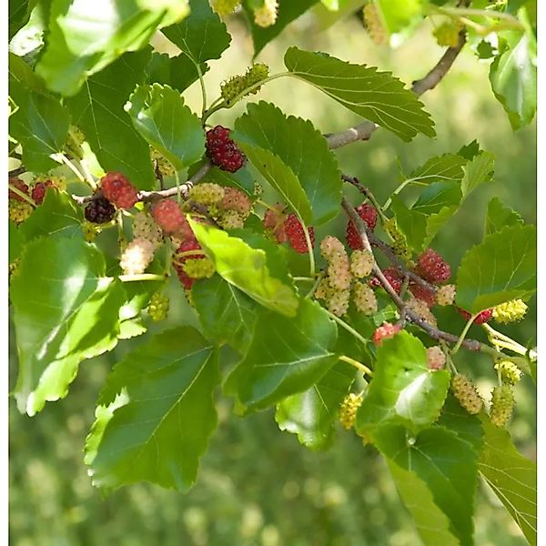 Zwerg Maulbeere Mojo Berry 30-40cm - Morus rotundiloba günstig online kaufen