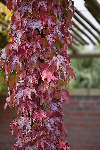 Pflanzen für Dich Kletterpflanze Parthenocissus tric. Veitchii Robusta, 1 S günstig online kaufen