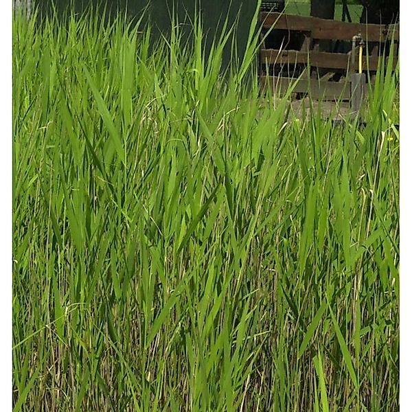 Schilfrohr - Phragmites australis günstig online kaufen