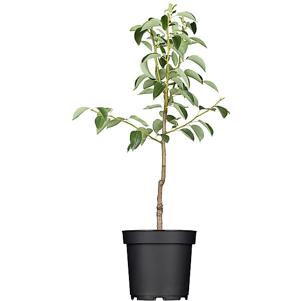 GROW by OBI Bio Birne Clapps Liebling Gelb-Grün ca. 120-140 cm Topf ca. 7l günstig online kaufen