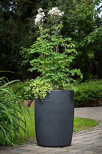 Scheurich Blumentopf 54/260 linetto high günstig online kaufen