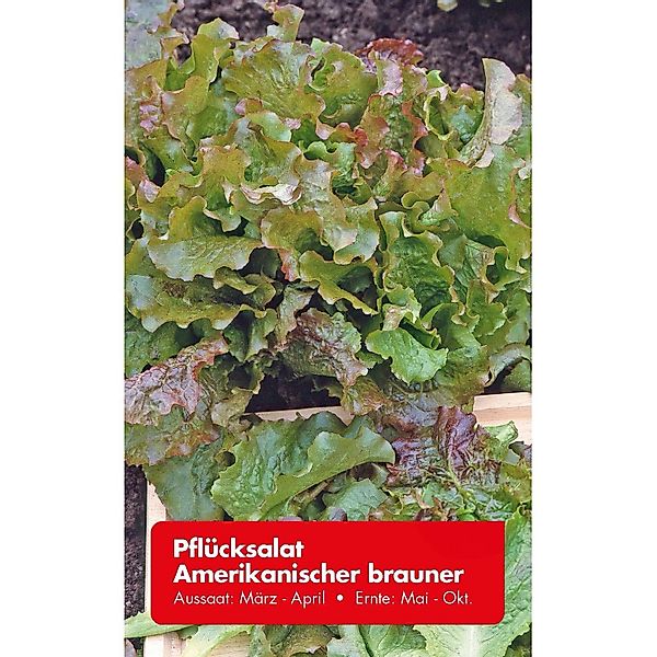 Pflücksalat Amerikanischer Brauner günstig online kaufen