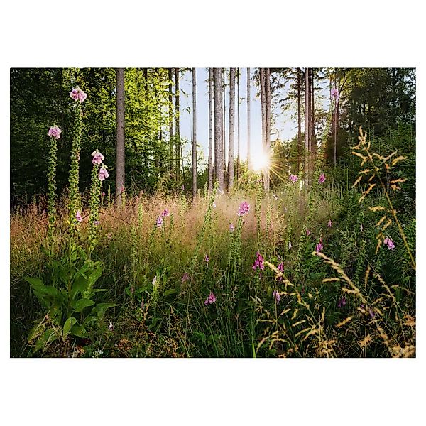 KOMAR Vlies Fototapete - Summer Glade  - Größe 350 x 250 cm mehrfarbig günstig online kaufen