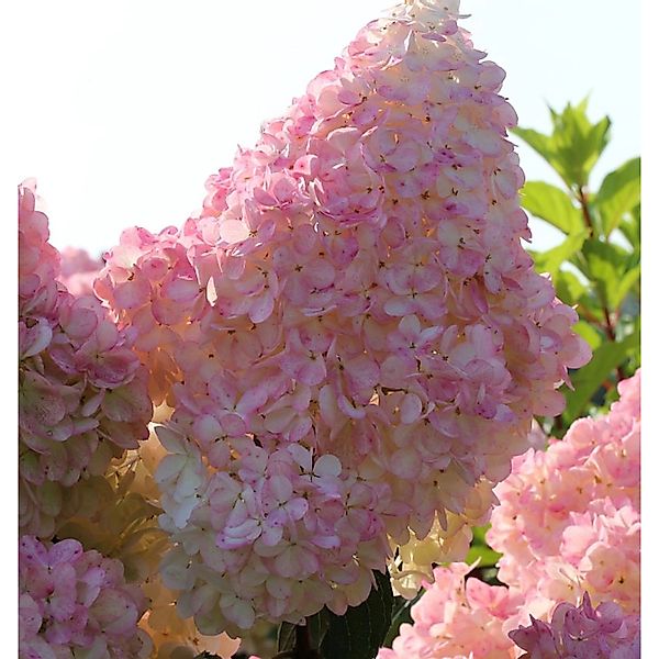 Rispenhortensie Sunday Fraise 60-80cm - Hydrangea paniculata günstig online kaufen