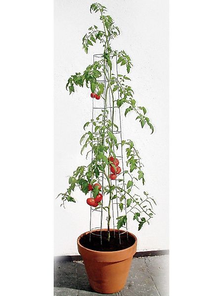 Bellissa Rankhilfe Bellissa Tomatenturm 120cm 120 günstig online kaufen