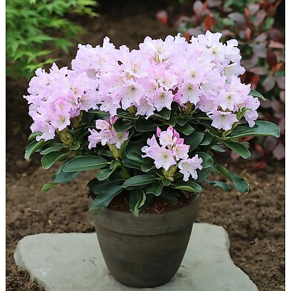 Großblumige Rhododendron Dufthecke,ila 40-50cm - Alpenrose günstig online kaufen