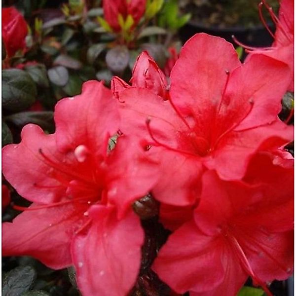 Japanische Azalee Johanna 25-30cm - Rhododendron obtusum - Zwerg Alpenrose günstig online kaufen