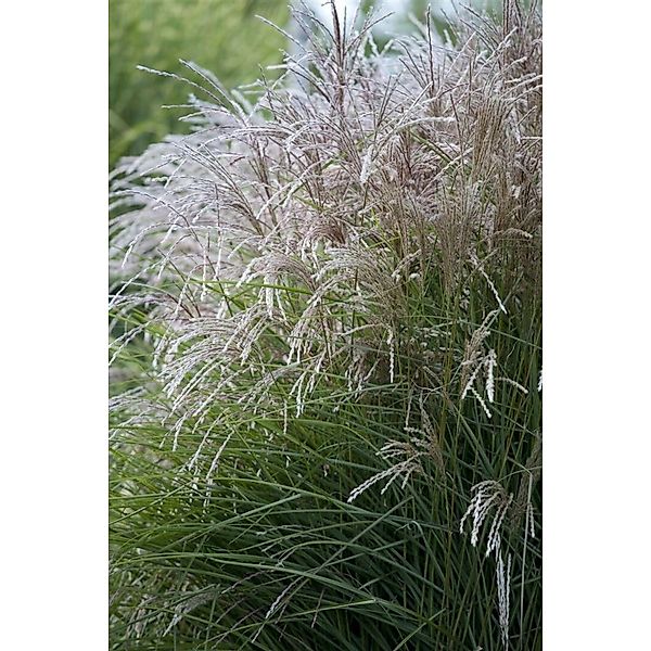 Miscanthus Sinensis Federweißer Chinaschilf Weiß 3-5 Liter Container günstig online kaufen