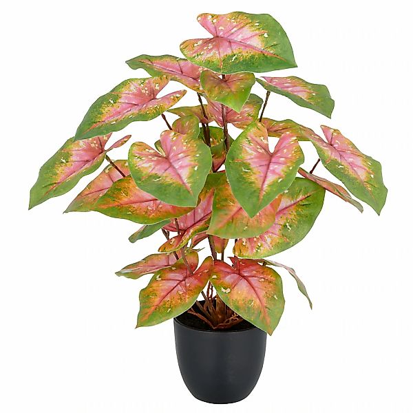 Creativ green Kunstpflanze "Caladium", mit außergewöhnlicher Blattzeichnung günstig online kaufen