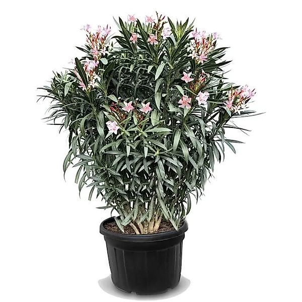 Sunny-Tree Oleander Farbe Rosa  220/240 cm Nerium Oleander Pflanze für Drau günstig online kaufen