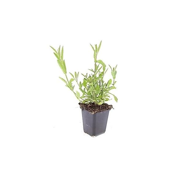 Exotenherz Zierstaude Eisenkraut Verbena Bonariensis 9cm Topf Set mit 6 Pfl günstig online kaufen