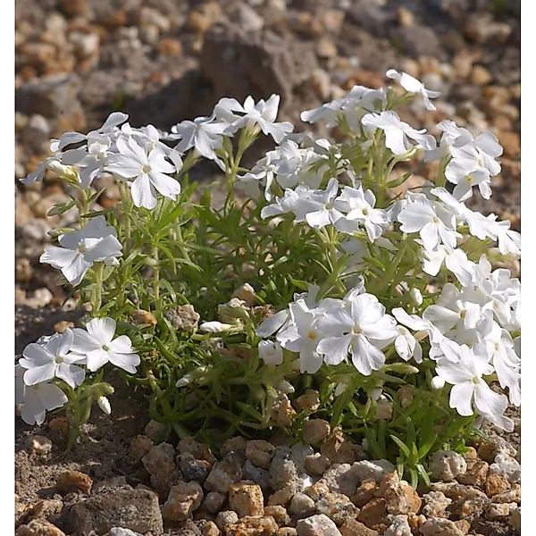 Teppich Phlox White Delight - Phlox subulata günstig online kaufen