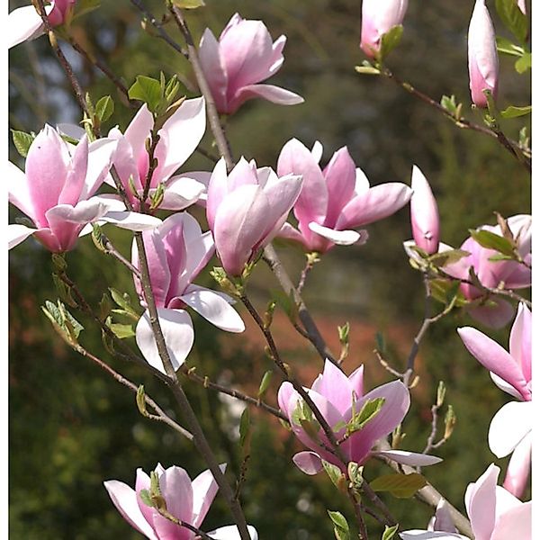 Magnolie Daybreak 60-80cm - Magnolia günstig online kaufen