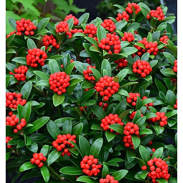 Japanische Skimmie Neuer Typ 15-20cm - Skimmia japonica günstig online kaufen